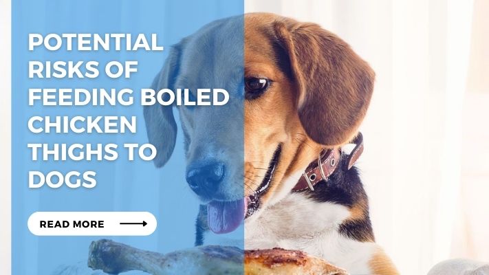 Potential Risks of Feeding Boiled Chicken Thighs to Dogs