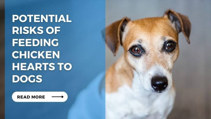 Potential Risks of Feeding Chicken Hearts to Dogs