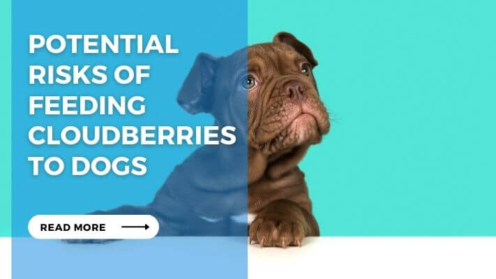 Potential Risks of Feeding Cloudberries to Dogs