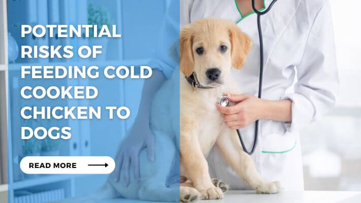 Potential Risks of Feeding Cold Cooked Chicken to Dogs