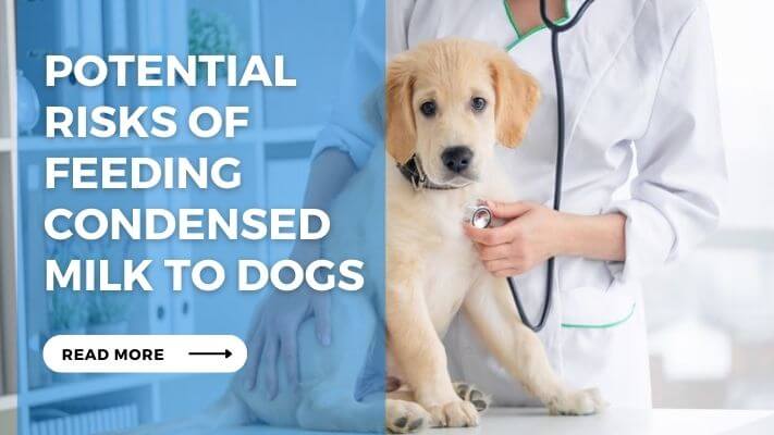 Potential Risks of Feeding Condensed milk to Dogs