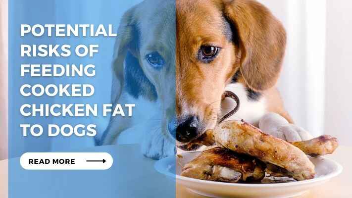 Potential Risks of Feeding Cooked Chicken Fat to Dogs