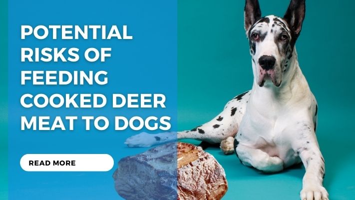 Potential Risks of Feeding Cooked Deer Meat to Dogs