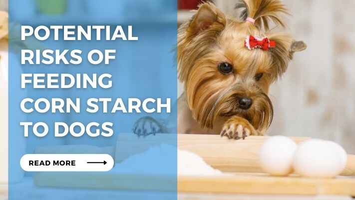 Potential Risks of Feeding Corn Starch to Dogs