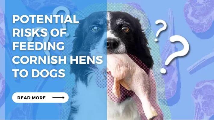 Potential  Risks of Feeding Cornish Hens to Dogs