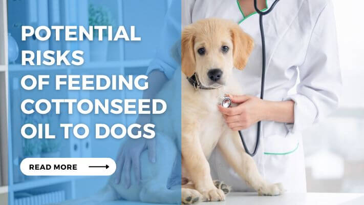 Potential Risks of Feeding Cottonseed Oil to Dogs