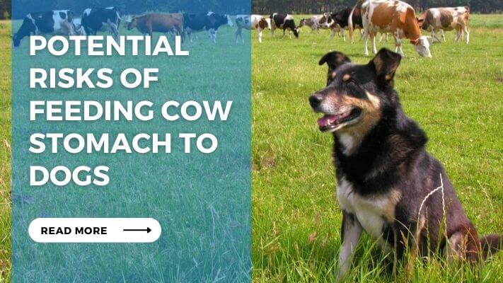 Potential Risks of Feeding Cow Stomach to Dogs