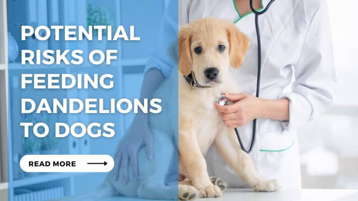 Potential Risks of Feeding Dandelions to Dogs