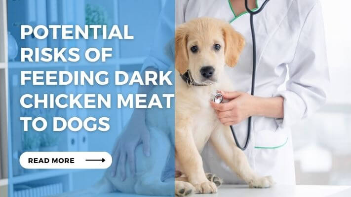 Potential Risks of Feeding Dark Chicken Meat to Dogs