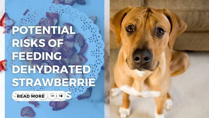 Potential Risks of Feeding Dehydrated Strawberries to Dogs