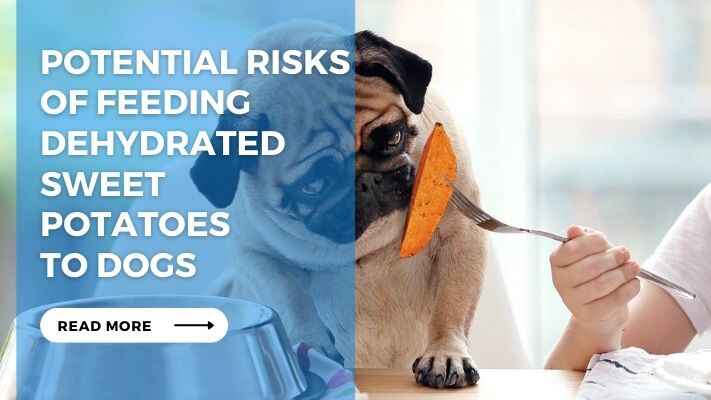 Potential Risks of Feeding Dehydrated Sweet Potatoes to Dogs