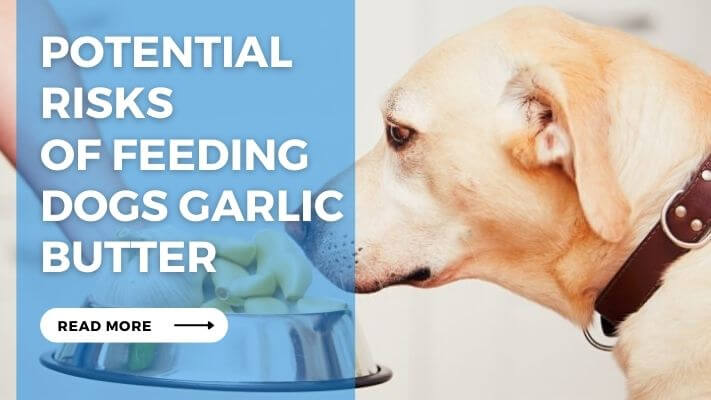 Potential Risks of Feeding Dogs Garlic Butter