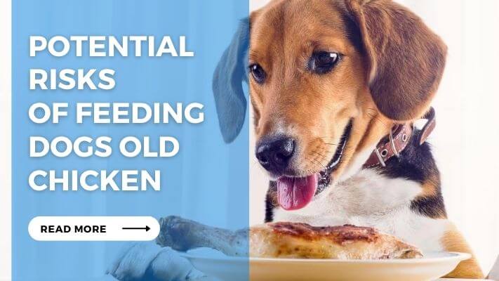 Potential Risks of Feeding Dogs Old Chicken