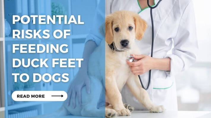 Potential Risks of Feeding Duck Feet to Dogs