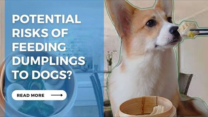 Potential Risks of Feeding Dumplings to Dogs