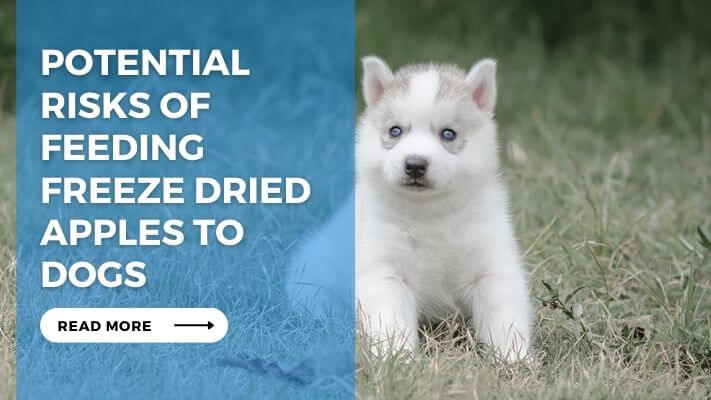 Potential Risks of Feeding Freeze Dried Apples to Dogs