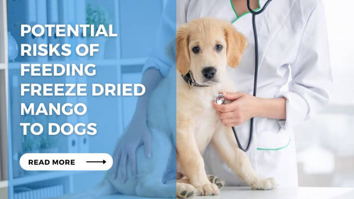 Potential Risks of Feeding Freeze Dried Mango to Dogs