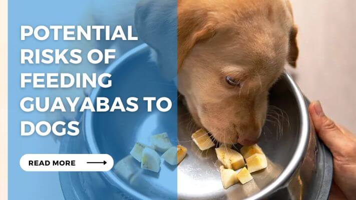 Potential Risks of Feeding Guayabas to Dogs