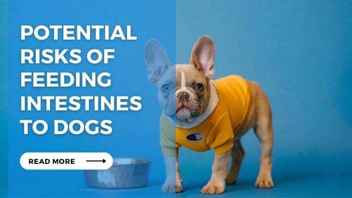 Potential Risks of Feeding Intestines to Dogs