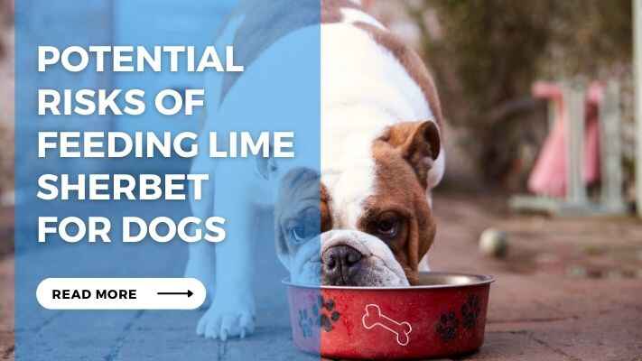 Potential Risks of Feeding Lime Sherbet for Dogs