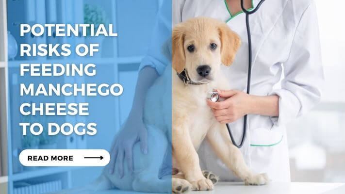 Potential Risks of Feeding Manchego Cheese to Dogs