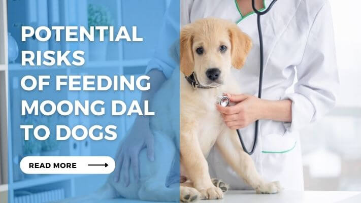 Potential Risks of Feeding Moong Dal to Dogs