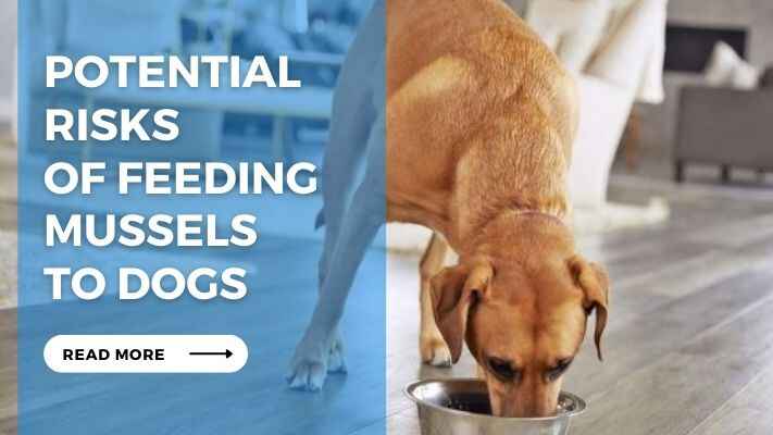 Potential Risks of Feeding Mussels to Dogs