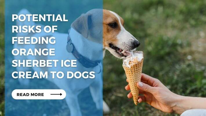 Potential Risks of Feeding Orange Sherbet Ice Cream to Dogs