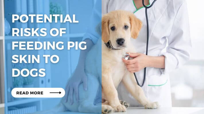 Potential Risks of Feeding Pig Skin to Dogs