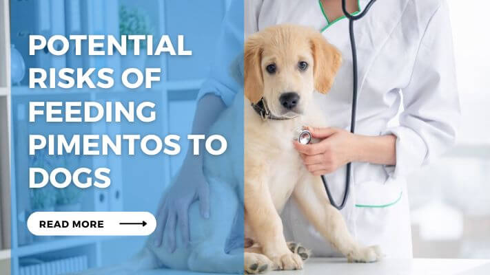 Potential Risks of Feeding Pimentos to Dogs