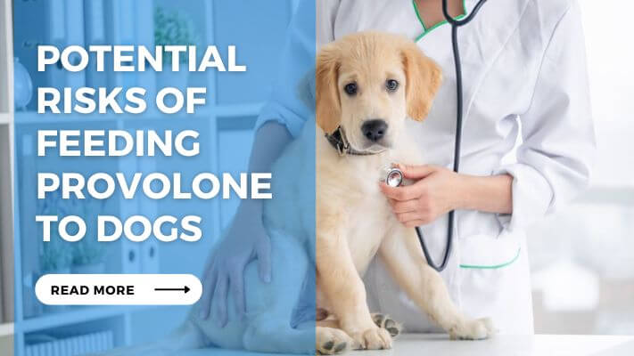 Potential Risks of Feeding Provolone to Dogs