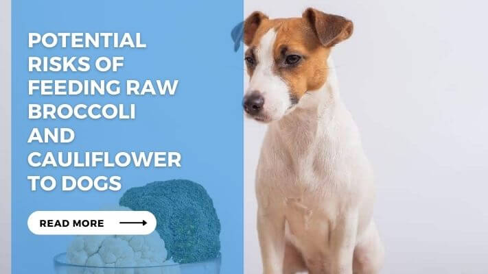 Potential Risks of Feeding Raw Broccoli and Cauliflower to Dogs