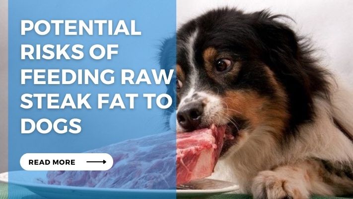 Potential  Risks of Feeding Raw Steak Fat to Dogs