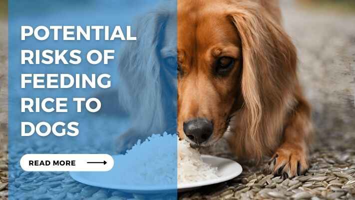 Potential Risks of Feeding Rice to Dogs