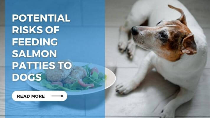 Potential Risks of Feeding Salmon Patties to Dogs