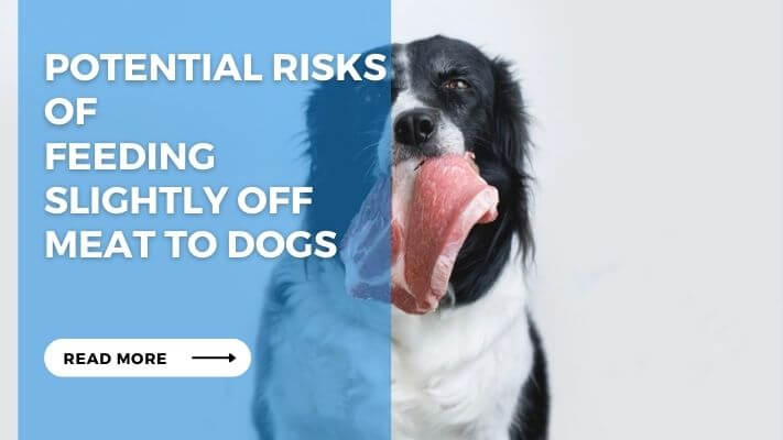 Potential Risks of  Feeding Slightly Off Meat to Dogs