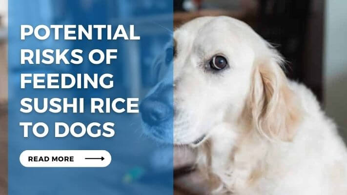 Potential Risks of Feeding Sushi Rice to Dogs