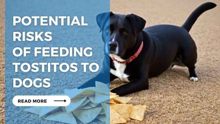 Potential Risks of Feeding Tostitos to Dogs