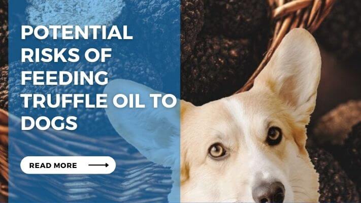 Potential  Risks of Feeding Truffle Oil to Dogs