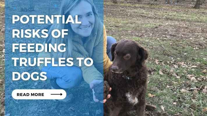 Potential Risks of Feeding Truffles to Dogs