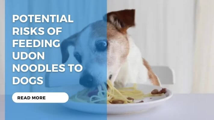 Potential Risks of Feeding Udon Noodles to Dogs