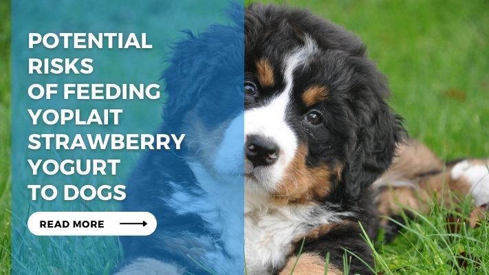 Potential Risks of Feeding Yoplait Strawberry Yogurt to Dogs