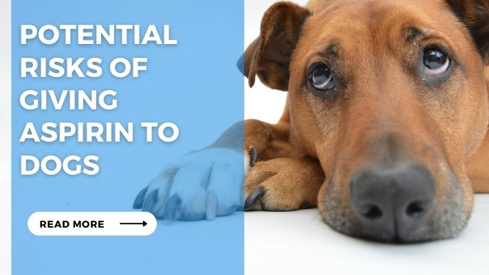 Potential Risks of Giving Aspirin to Dogs