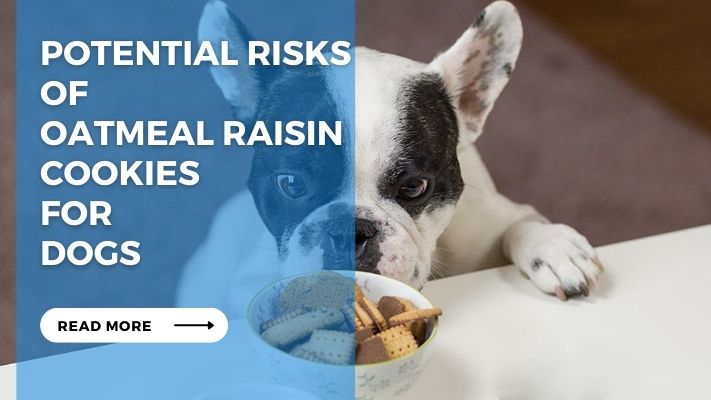 Potential Risks of  Oatmeal Raisin Cookies  for  Dogs