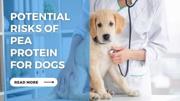 Potential Risks of Pea Protein for Dogs