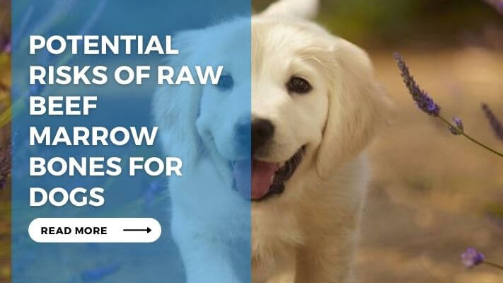 Potential Risks of Raw Beef Marrow Bones for Dogs
