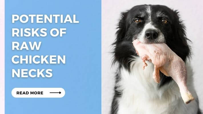 Potential Risks of Raw Chicken Necks