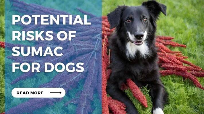 Potential Risks of Sumac for Dogs