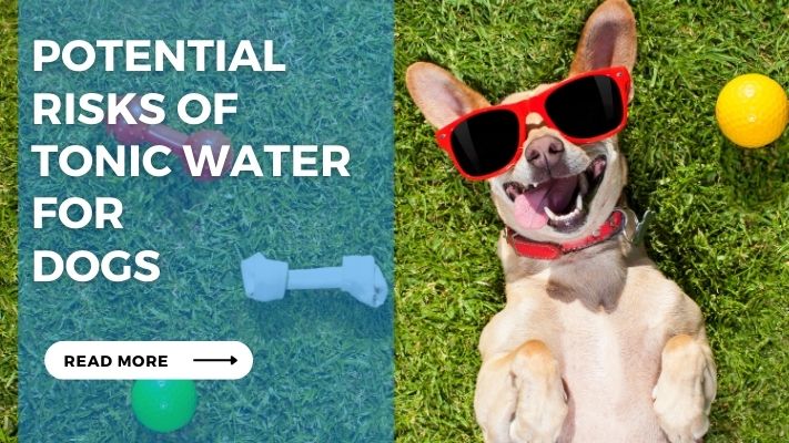 Potential Risks of Tonic Water for Dogs