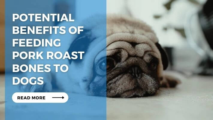 Potential benefits of feeding pork roast bones to dogs